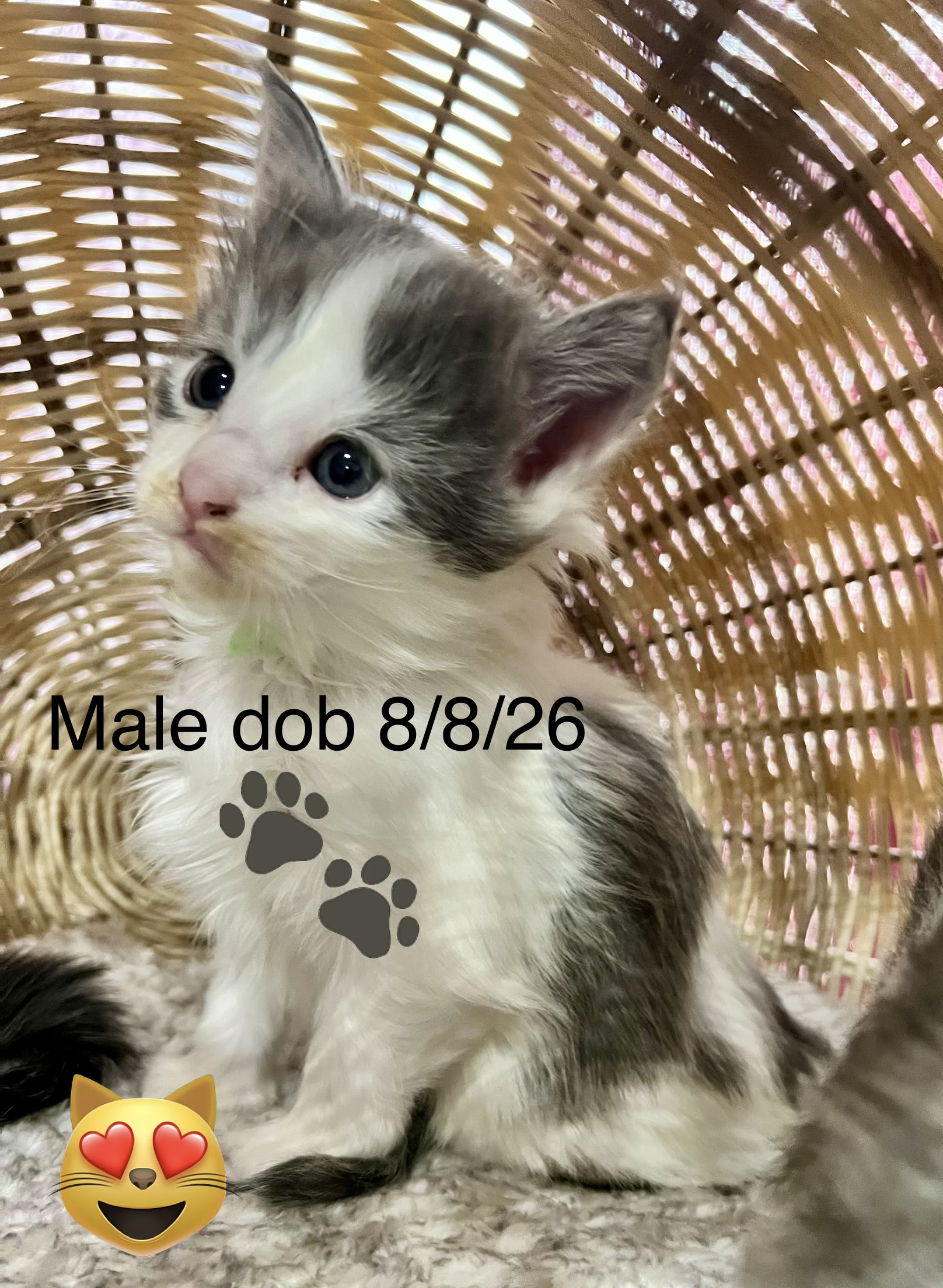 Available blue and white Maine Coon kitten from Lillith and Garnet