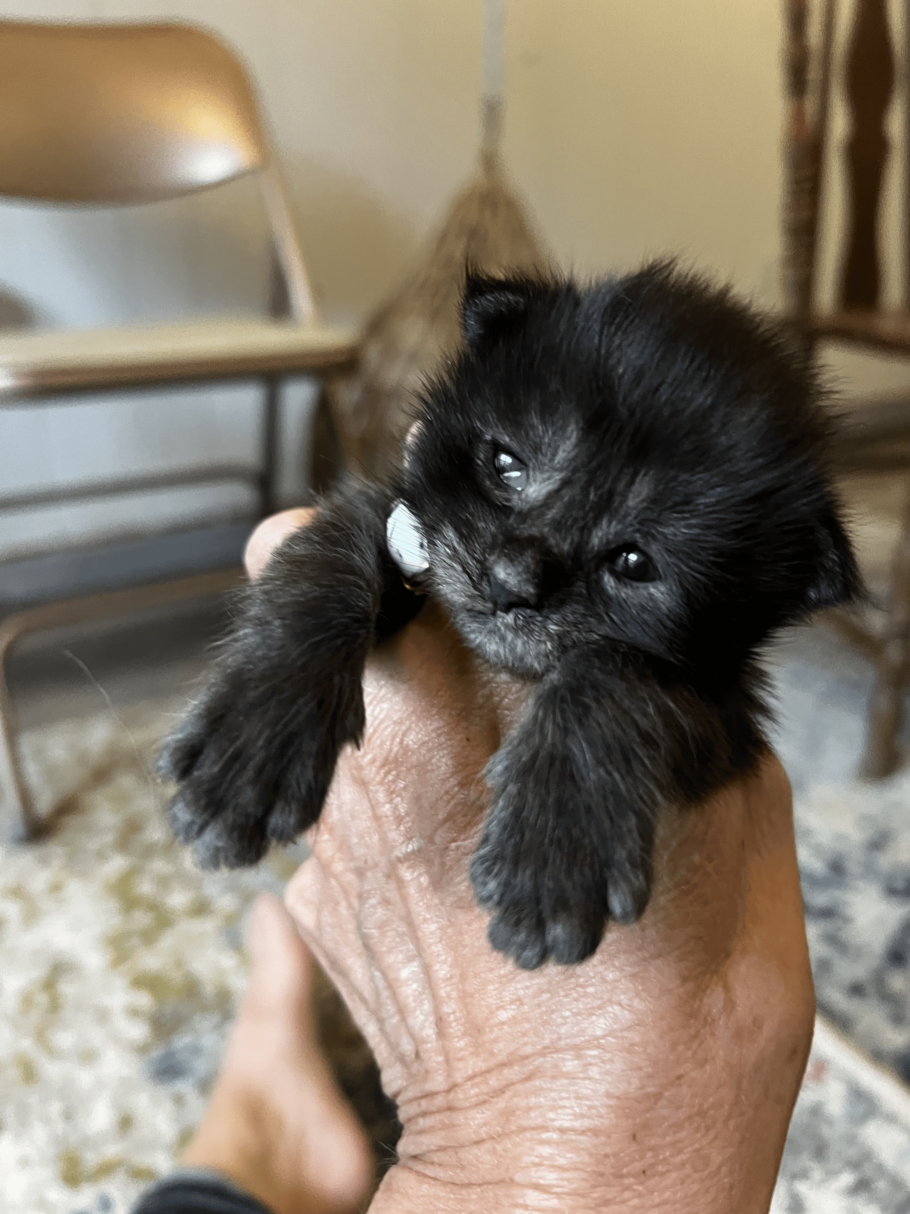 CottenPuffs Maine Coon