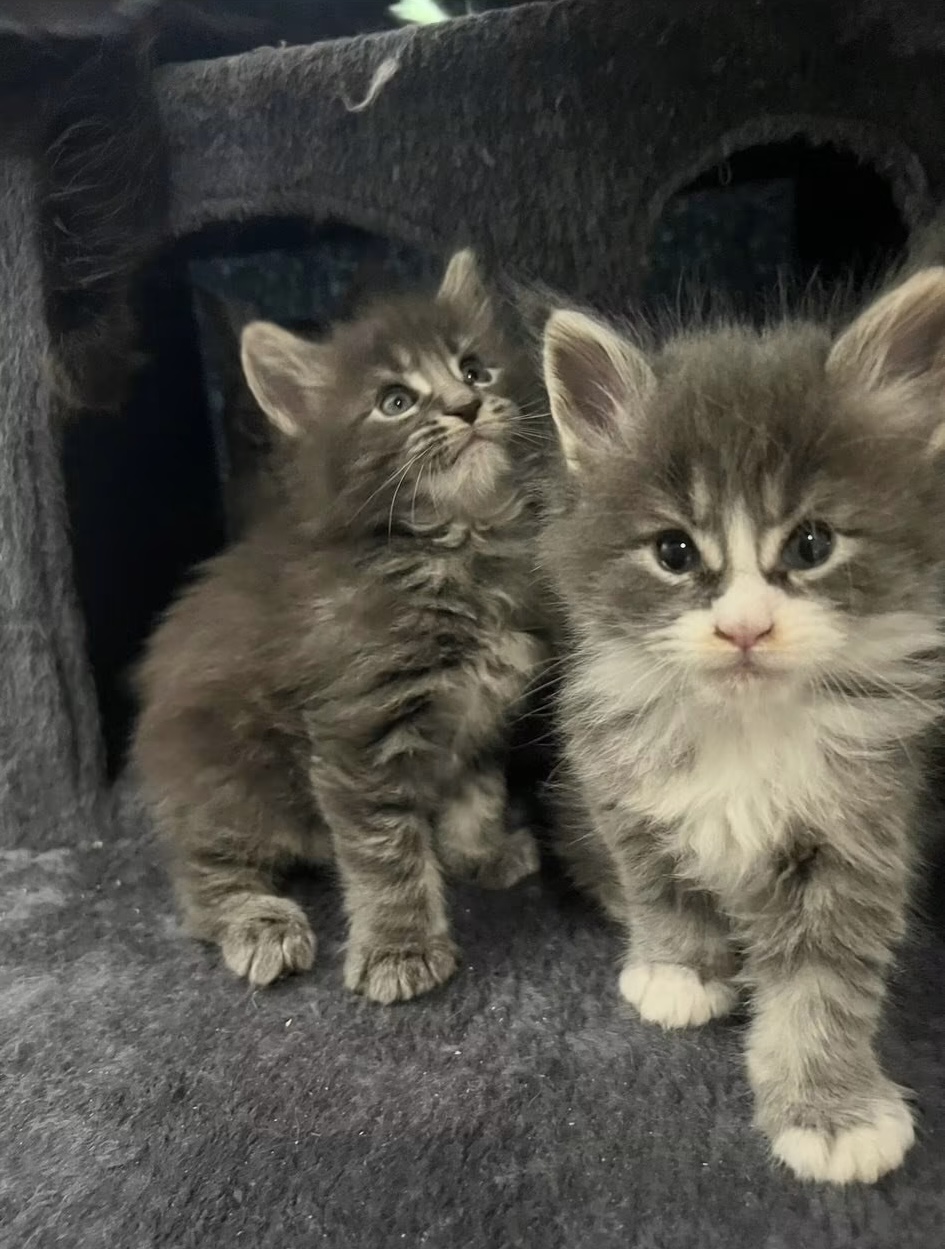 Garnet, a blue and white Maine Coon
