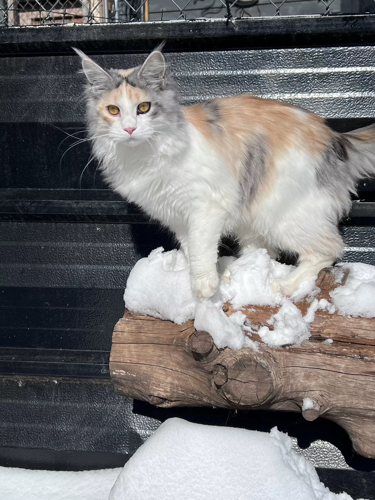 Andi, a silver Maine Coon