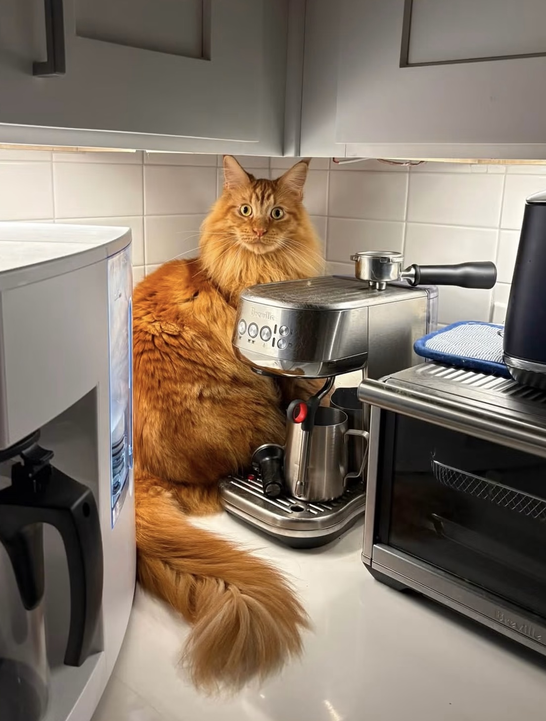 CottenPuffs family-raised Maine Coon