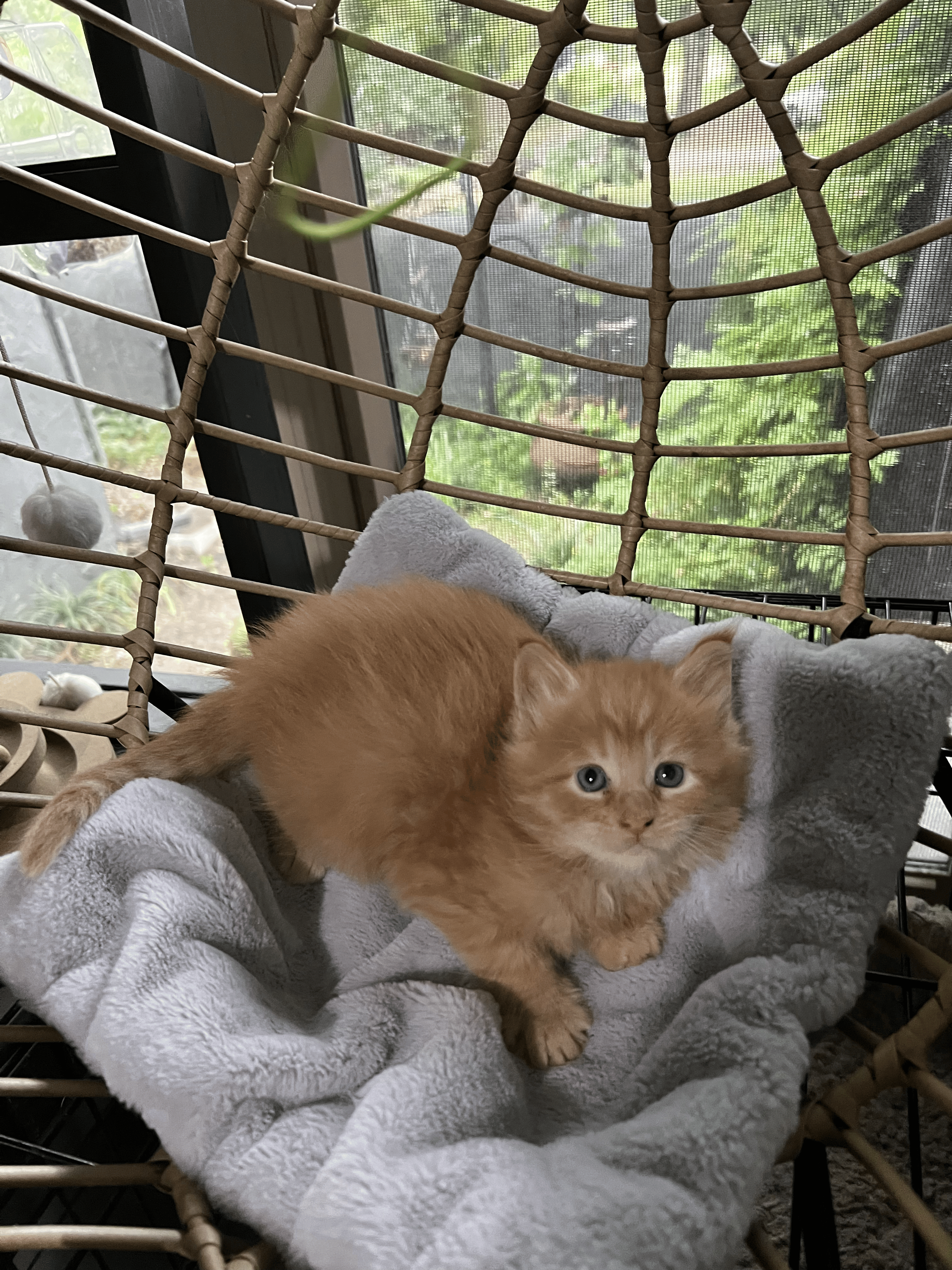 CottenPuffs Maine Coon kitten